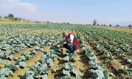 Tire'de Kışlık Sebze Fideleri Kontrol Edildi