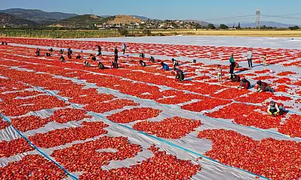 Torbalı'da Kuru Domates Tarlaları Kırmızıya Büründü