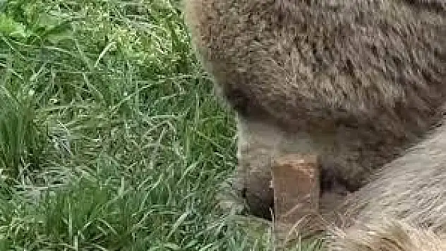 Aç kalan ayı fırına girerek 60 tane kek yedi