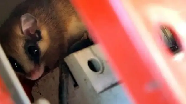 Ağaç yediuyuru Göynük’te görüntülendi