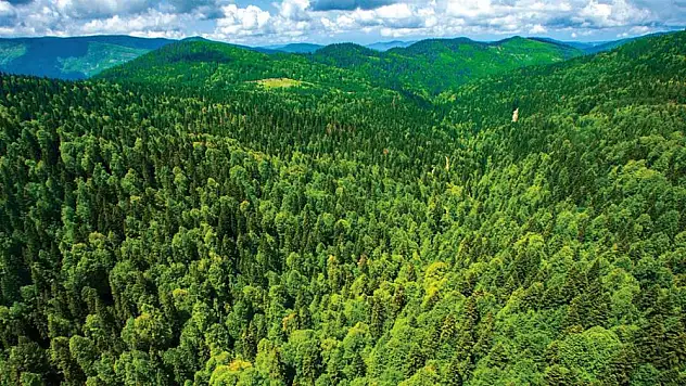 Ankara, İzmir ve Zonguldak’taki bazı alanlar orman sınırları dışına çıkarıldı