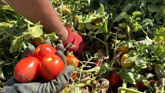 Aşırı sıcaklar domates üreticilerine kayıp yaşattı
