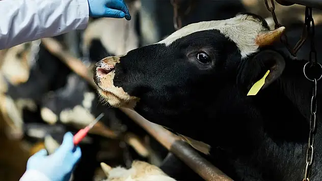 BAYINDIR'DA ŞAP HASTALIĞI TAMAMEN SÖNDÜRÜLDÜ