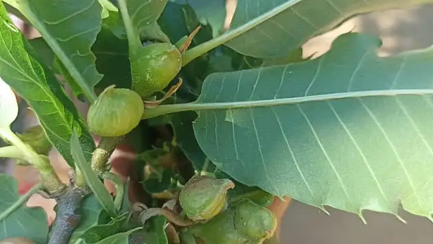 Bayındır'ın Kızıloba Mahallesi'nde Kestane Gal Arısı Surveyi ve Bilgilendirme Çalışması Yapıldı
