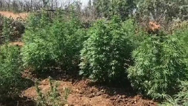 Bayındır'da jandarmadan uyuşturucu operasyonu