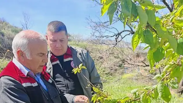 Beydağ'da Üretimi Vuran Don Sahada Değerlendirildi