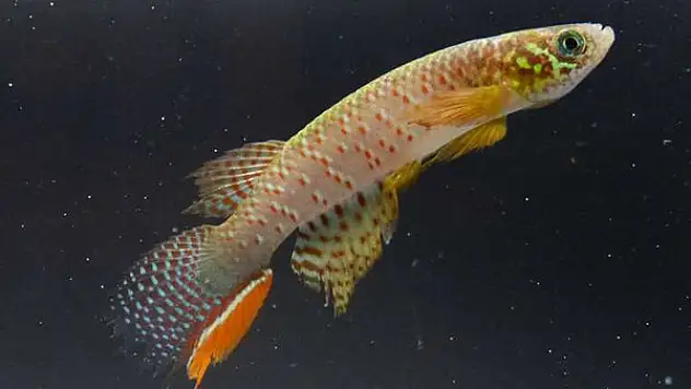 Bolivya’da suyun dışında da yaşayabilen yeni bir balık türü keşfedildi