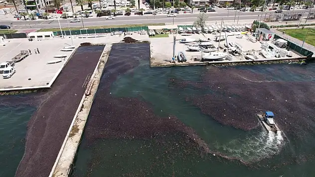 Bostanlı sahilinde deniz marulu temizliği