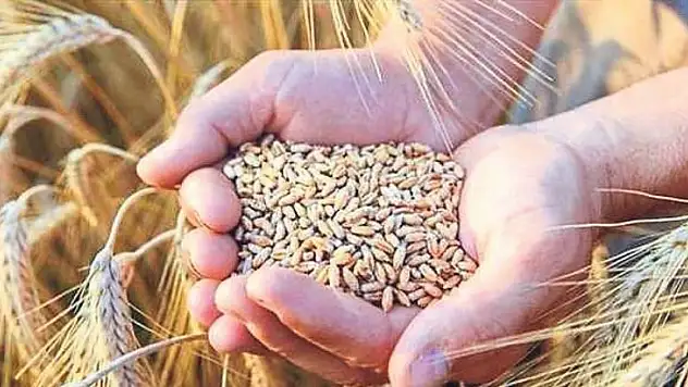 Buğdayda yüksek rekolte beklentisi sevindirdi