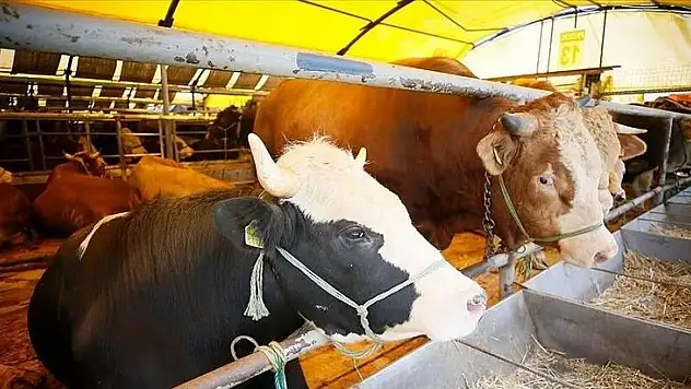 Büyükşehirlerde kurban satışları başladı