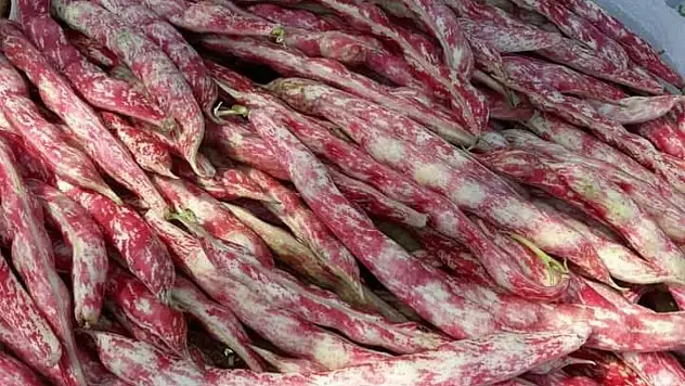 ÇAMYAYLA'NIN BEREKETİ: BARBUNYA VE FASULYE ÜRETİMİ BÖLGE EKONOMİSİNİN GÖZBEBEĞİ