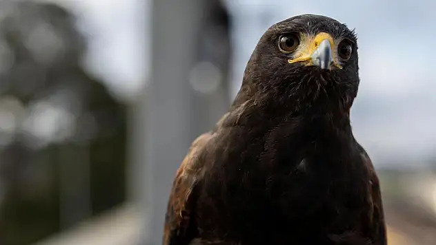 Çim biçen kadının üzerine hem yılan düştü hem de şahin saldırdı