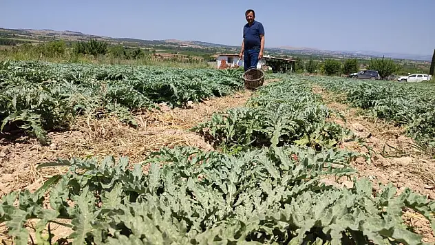 Denizli’de dikilen enginar 20 gün sonra ihracat yapılacak