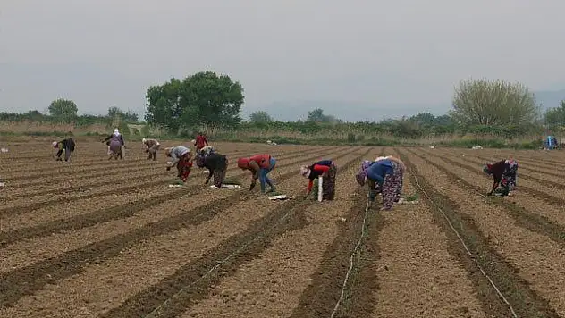 Depremden tarım da etkilendi: Mevsimlik işçi bulunamıyor