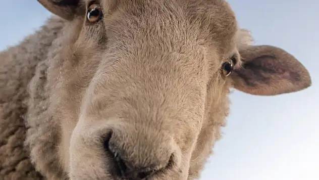 Diyanet’in kurban hizmetleri tebliği