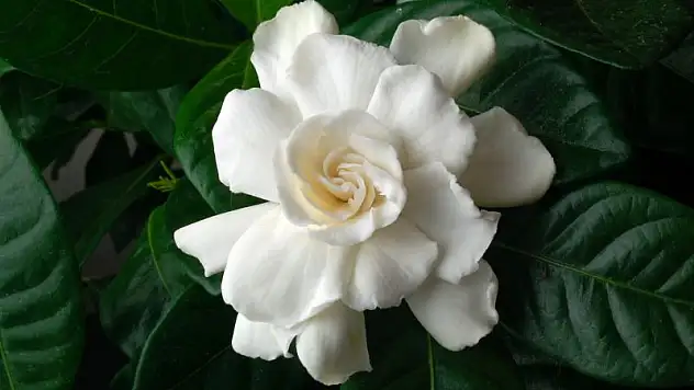 Doğanın Kokuları: Lavanta, Gardenya ve Frezya Çiçekleri