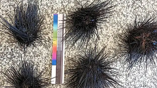 Doğu Akdeniz’de istilacı deniz kestanelerinde kitlesel ölüm