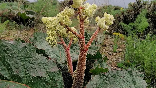 Doğu'nun muzu eşgin tezgahta