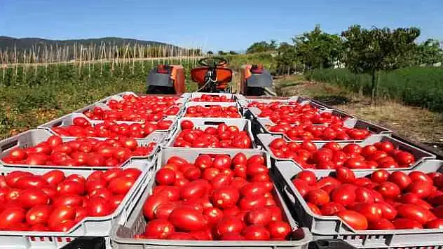 Domates ihracatında yüzler gülüyor