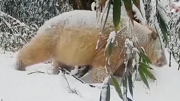 Dünyanın tek beyaz pandası görüntülendi