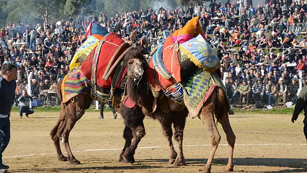 Ege'de Deve Güreşi Heyecanı Başlıyor: Tire Arenası 25 Ocak'ta Yörük Kültürüne Sahne Olacak