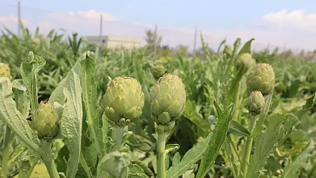 'En Yakışıklı, En Güzel Enginar Urla'dan Alınır'