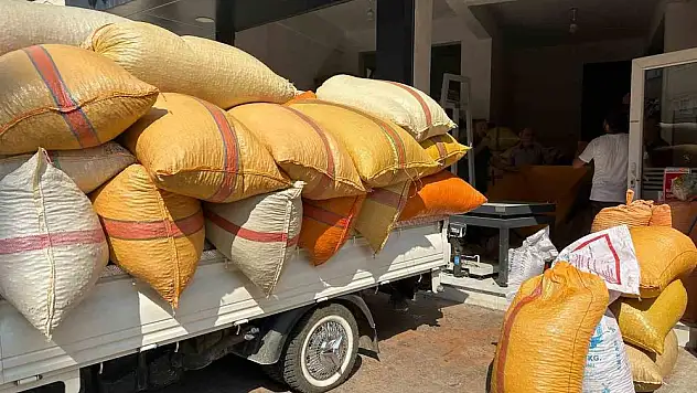 Fındık üreticileri fiyatların yükselmesini bekliyor