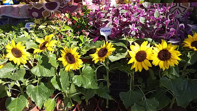 Gülbahçe Arnavut Böreği Şenliği başladı