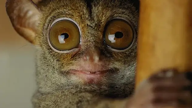 Güneydoğu Asya Ormanlarının Gece Avcısı: Tersiyerler Bilim Dünyasını Büyülüyor