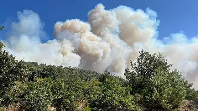 Hatay'da orman yangını