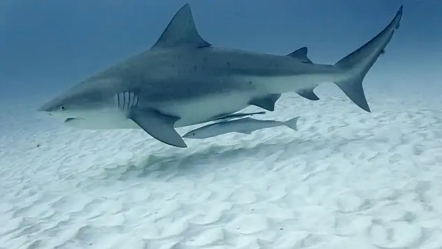 İnsanlarla Uzun Yaşayan Hayvanlar Arasındaki Bağlantı