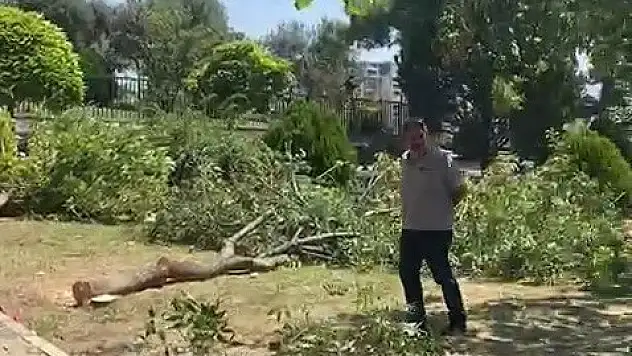 İzmir’de ağaç kesimine  mahalle sakinleri tepki gösterdi