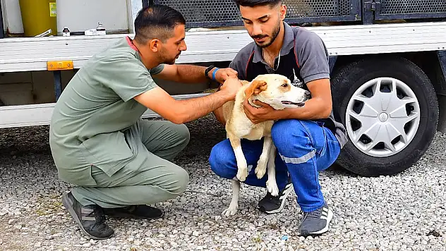 İzmir'de bir yılda 25 bin kedi ve köpek kısırlaştırıldı