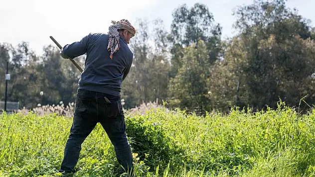 İzmir’de kuraklığa ve susuzluğa dayanıklı yem bitkileri üretiliyor