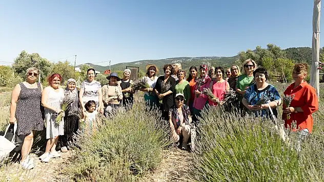 İzmir’de lavanta hasadı