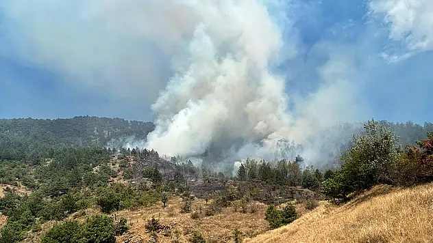 İzmir'de orman yangını