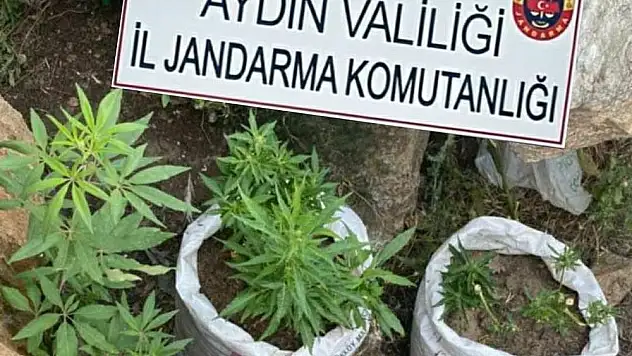 Jandarma dev uyuşturucu baskını