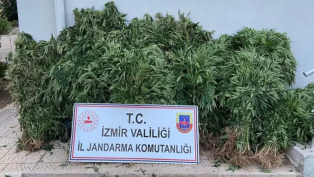 Jandarmadan uyuşturucu tacirlerine operasyon