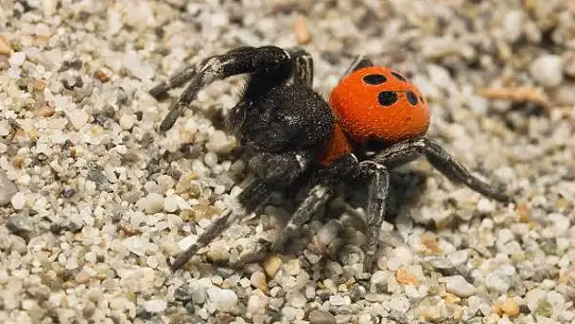 KAYMAKÇI MAHALLESİ'NDE GÖRÜLEN ÖRÜMCEK KORKUTTU