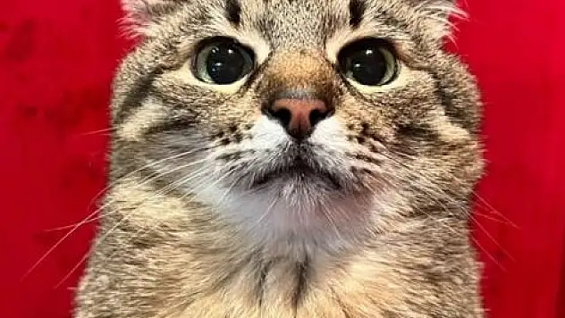 Kedi Stepan herkesi kendine hayran bırakıyor