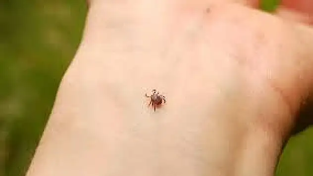 Kene ısırdığında ne yapılmalı?