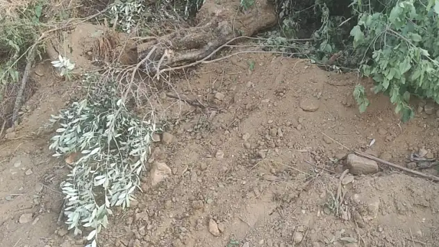 Kesilen ağaçlara tepkiler yağdı: Ödemiş Belediyesi açıklamada bulundu!