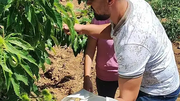 Kestane bahçeleri incelendi