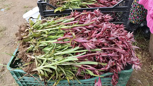 Kilosu 2 bin TL’ye satılıyor…