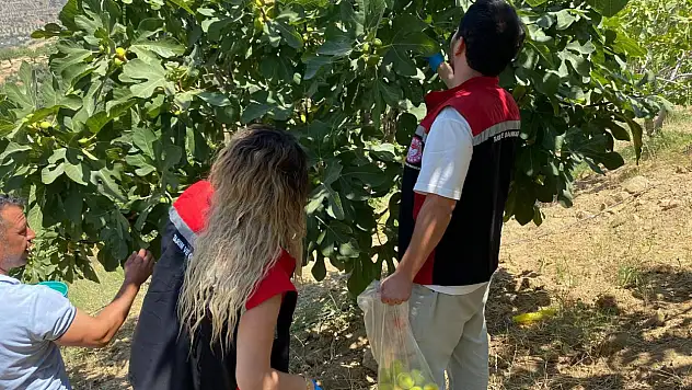 Kiraz'da İncirlerde Pestisit Kontrolü Yapıldı