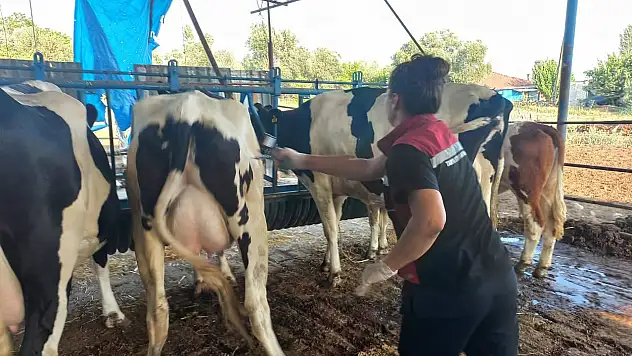 Kiraz'da Şap Aşılama Çalışmaları Yapıldı