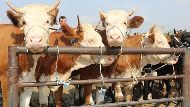 Kırım Kongo Kanamalı Ateşi uyarısı