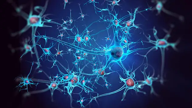 Kök hücre bağışıyla hayat buldu