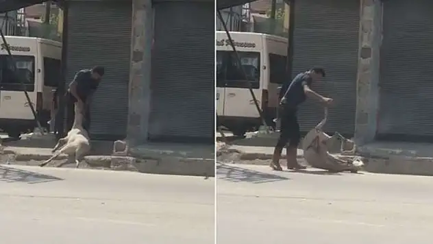Koyunu sokakta döverek bayıltan kasaptan şaşırtan açıklama!