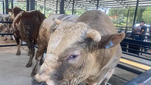 Kurbanlık fiyatları belli oldu